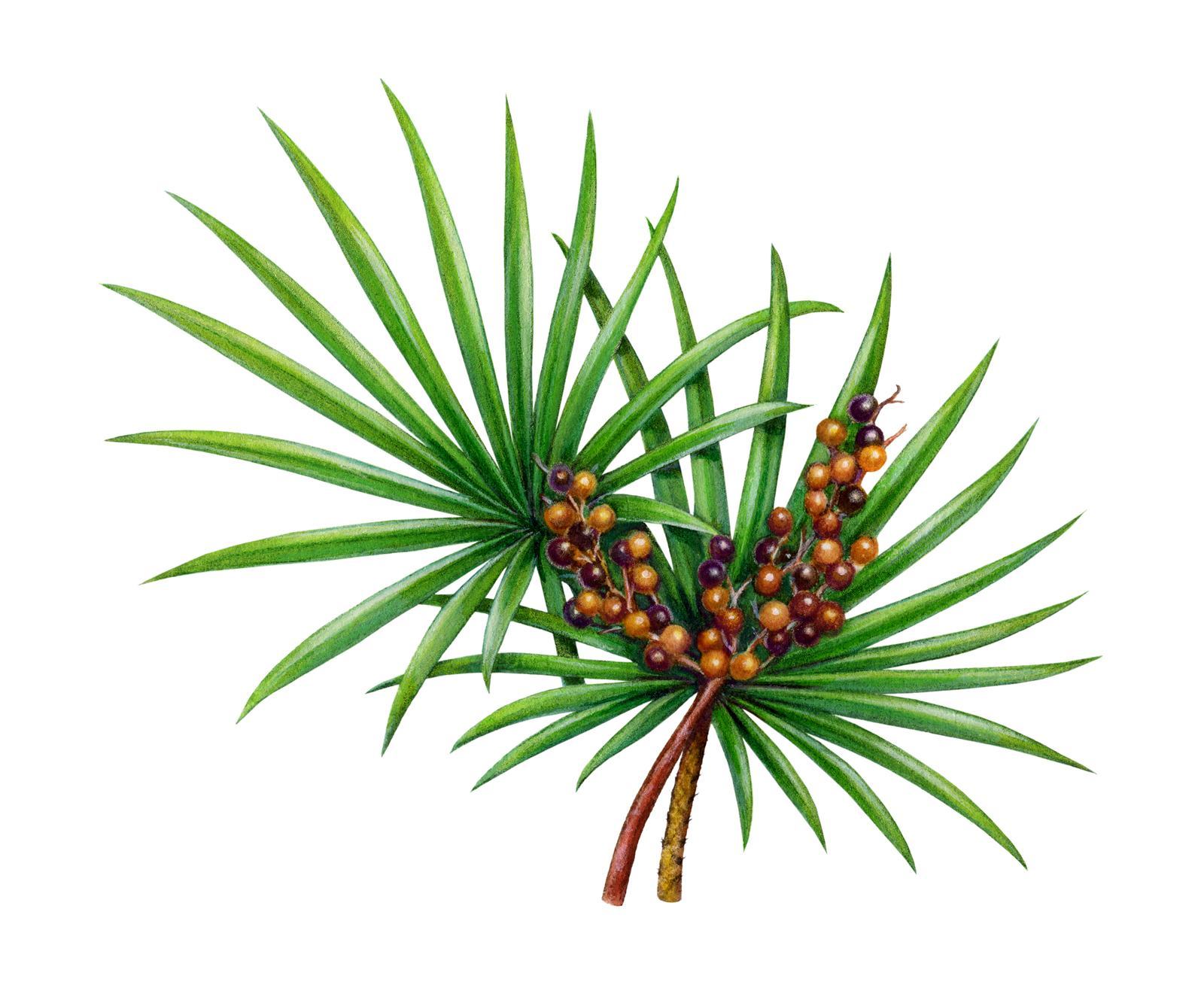 Saw Palmetto for Hair Loss: Natural DHT-Inhibitor