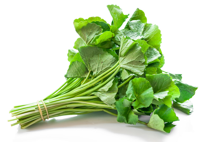 Gotu Kola Herb