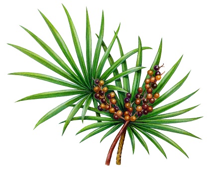 Saw Palmetto Plant