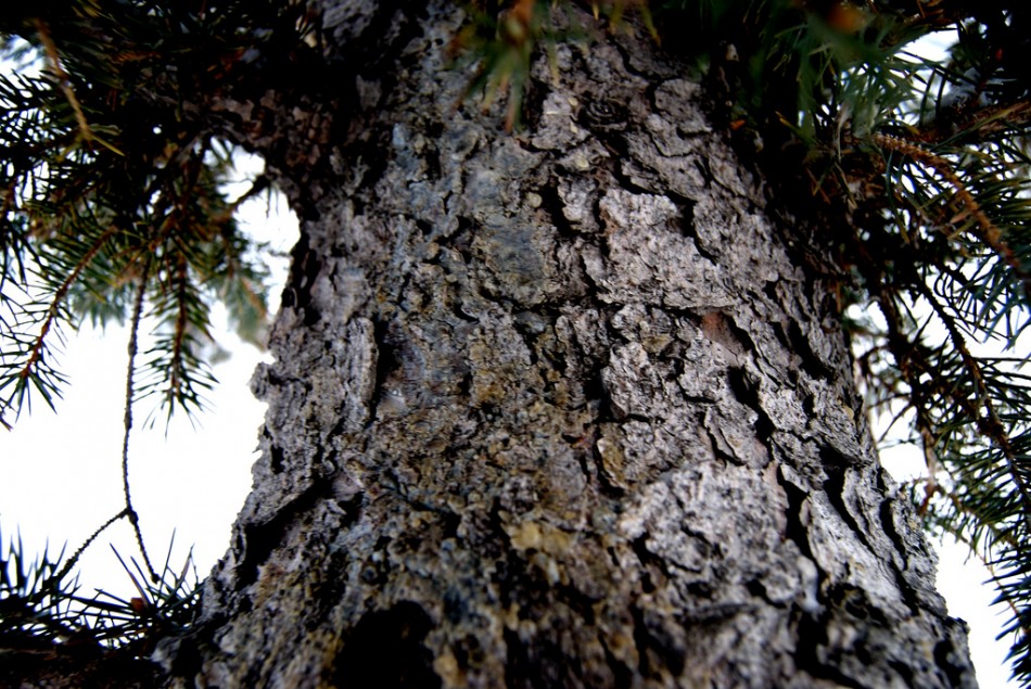 Pygeum Africanum Tree