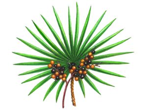 Saw Palmetto Plant & Berries