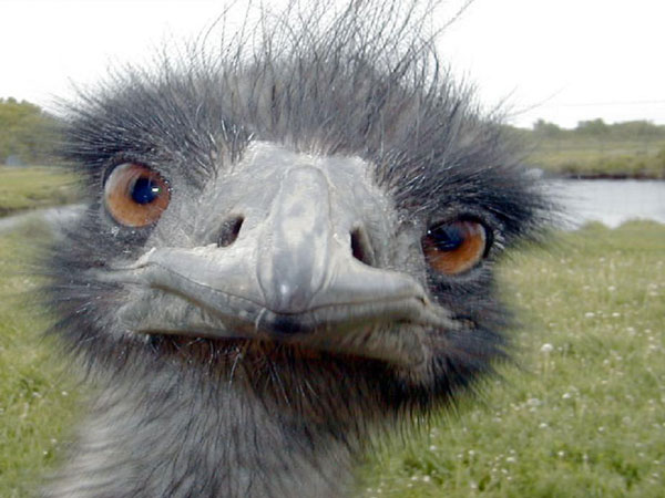 Emu Oil for Hair Growth