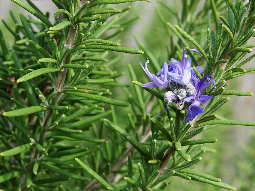 Benefits of Rosemary Oil for Hair Growth