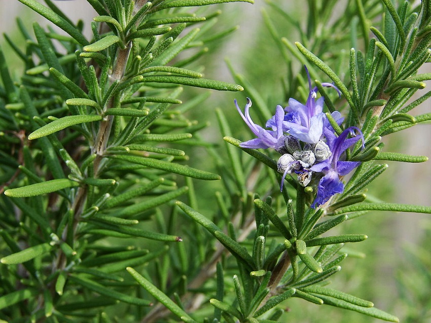 Rosemary oil for hair growth