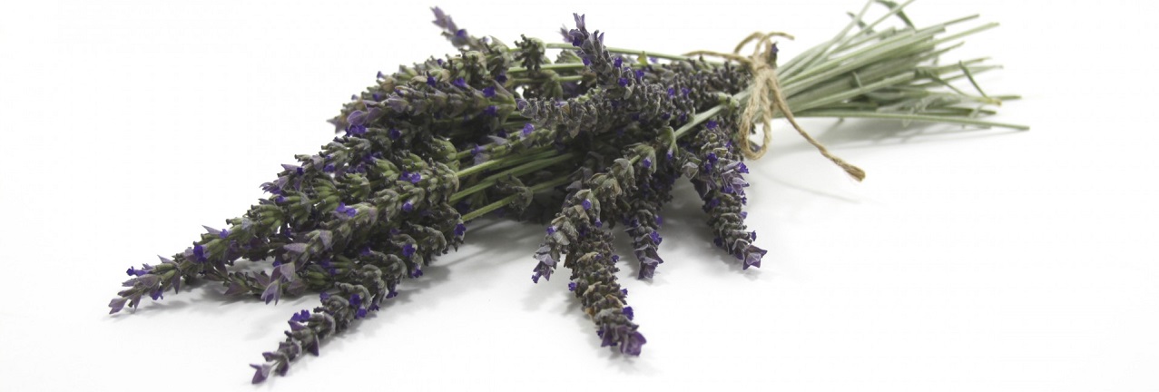 freshly cut lavender flowers