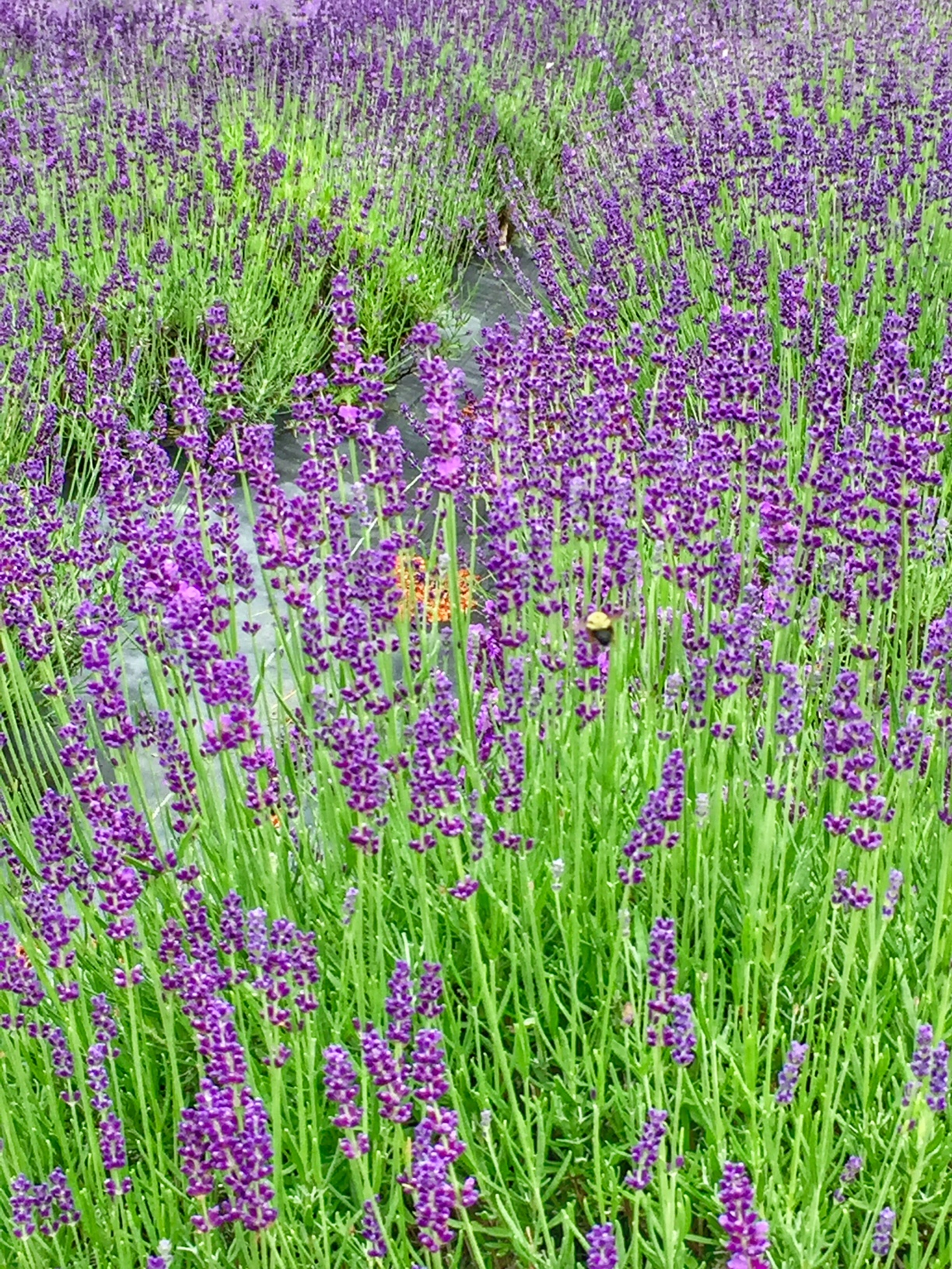 How To Use Lavender Oil For Hair Hold The Hairline